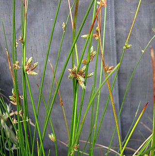 <i>Schoenoplectiella juncoides</i> Species of grass-like plant