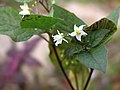 Juodoji kiauliauogė (Solanum nigrum)