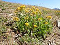 Solidago multiradiata