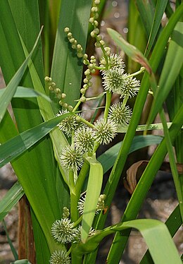 Ágas békabuzogány (Sparganium erectum)