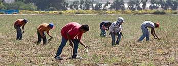 Plantation d'asperges en Basse-Californie. (définition réelle 5 136 × 1 917)