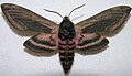 Sphinx ligustri (Linnaeus, 1758)