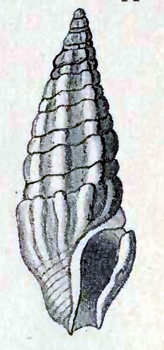 <i>Splendrillia lucida</i> Species of gastropod