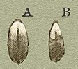 La stretta: cariosside di grano sano (A) a confronto con una rachitica (B), sintomo della "stretta" causata dal calore.