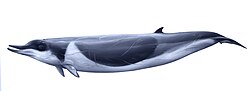 Thumbnail for Shepherd's beaked whale