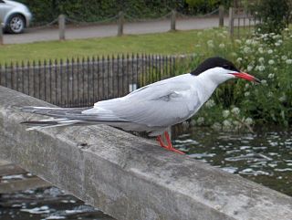 <i>Sterna</i> Genus of birds