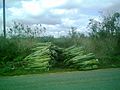 Tixkokob, Yucatán.