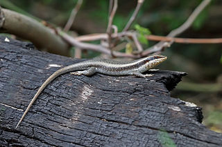 <i>Trachylepis</i> Genus of lizards