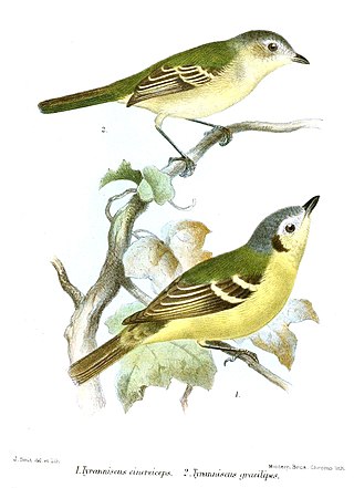 <span class="mw-page-title-main">Slender-footed tyrannulet</span> Species of bird