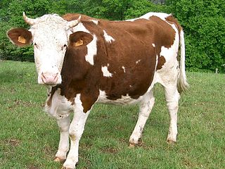 <span class="mw-page-title-main">Montbéliarde</span> Breed of cattle