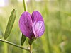 Vicia peregrina (21084365093).jpg