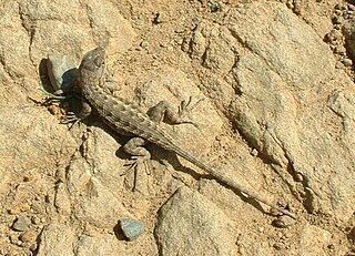 Spiny lizard Genus of lizards