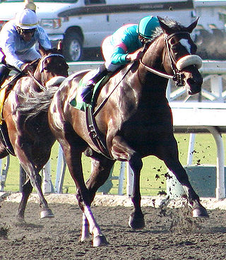 <span class="mw-page-title-main">Zenyatta</span> American-bred Thoroughbred racehorse