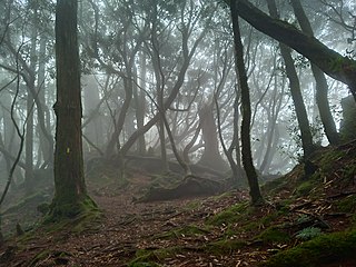 <span class="mw-page-title-main">Taiwan subtropical evergreen forests</span> Ecoregion in Taiwan