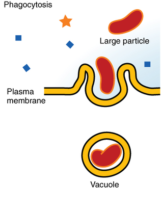 <span class="mw-page-title-main">Phagocytosis</span> Process by which a cell uses its plasma membrane to engulf a large particle