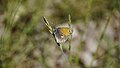 * Nomination Kleines Wiesenvögelchen (Small Heath) - Coenonympha pamphilus. --Hockei 19:11, 21 April 2013 (UTC) * Promotion Good quality. --Pleclown 11:15, 29 April 2013 (UTC)