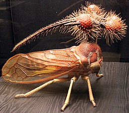 Een gedetailleerd model van de soort Bocydium globularis.