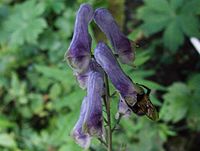 Aconitum moldavicum