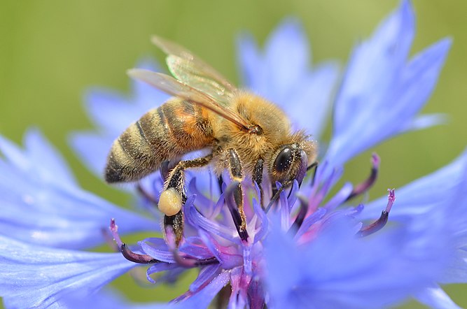 Abeille domestique