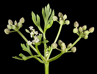 <i>Apium annuum</i> Species of flowering plant