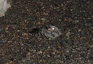 Band-winged nightjar Species of bird