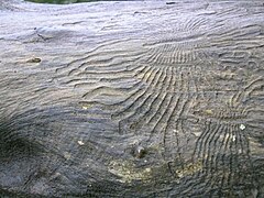 Túneles feitos por Scolytinae que deixaron gravado o sámago da madeira.