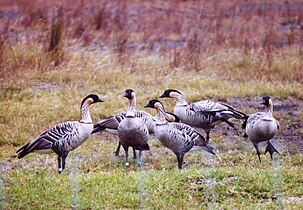 A group of Hawaiian geese; the bird on the right shows the characteristic foot