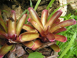 Bromeliafamilie