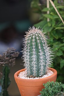 There are many species of cacti and succulents that stay small enough to do well as houseplants. Cactus (34).jpg