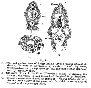 <span class="mw-page-title-main">Scent gland</span> Exocrine glands found in most mammals