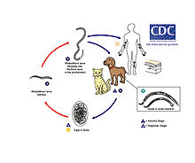 Cutaneous larvae migrans Cutaneous larvae migrans.jpg