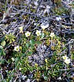 Diapensia lapponica, near Wager Bay