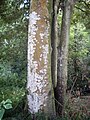 Large Diploglottis australis in private property near the Watagans National Park