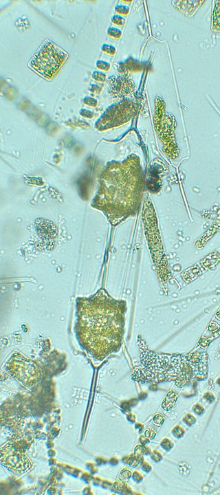 <i>Ditylum brightwellii</i> Species of diatom