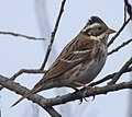 Durrajsa Qastnija Emberiza Rustica (K)