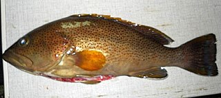 <i>Epinephelus albomarginatus</i> Species of fish