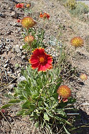 Gaillardia pulchella kz02.jpg