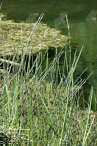 <i>Glyceria fluitans</i> Species of grass