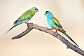 25 Golden-shouldered Parrot 0A2A7450 uploaded by JJ Harrison, nominated by Cmao20,  18,  0,  0