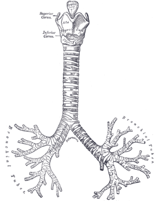 <span class="mw-page-title-main">Bronchophony</span> Medical condition