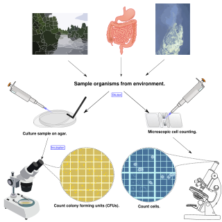 <span class="mw-page-title-main">Microbial ecology</span> Study of the relationship of microorganisms with their environment