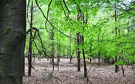 Jong groen in het bos van De Hoge Veluwe