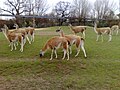 Troupeau de guanacos.