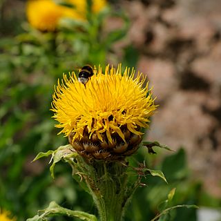 <i>Centaurea macrocephala</i> Species of flowering plant