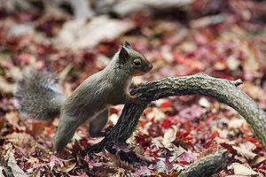 Japanese Squirrel