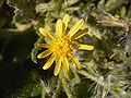 flowerhead from top