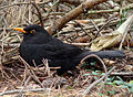 Fekete rigó (Turdus merula)