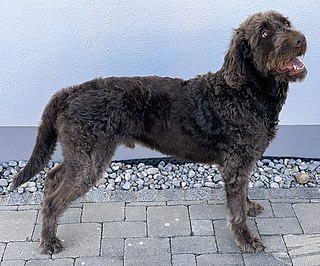 <span class="mw-page-title-main">Labradoodle</span> Crossbreed dog