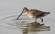 Long-billed Dowitcher