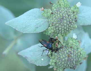 <span class="mw-page-title-main">Ripiphorinae</span> Subfamily of beetles